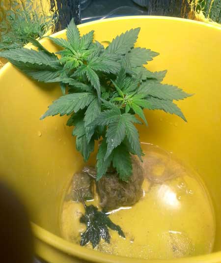 This cannabis plant "came back from the dead" in a yellow bucket in low light conditions