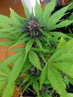 Auto-flowering Bloody Skunk cannabis strain often turns bright purple