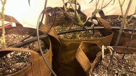 Auto-mated soil watering system for growing cannabis