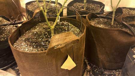 HOw to build an automatic watering system for growing weed