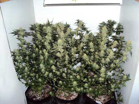 The biggest and more dense colas are almost always located at the top of the plant near the grow light