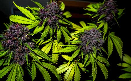 Deep purple buds on this Blue Dream marijuana plant