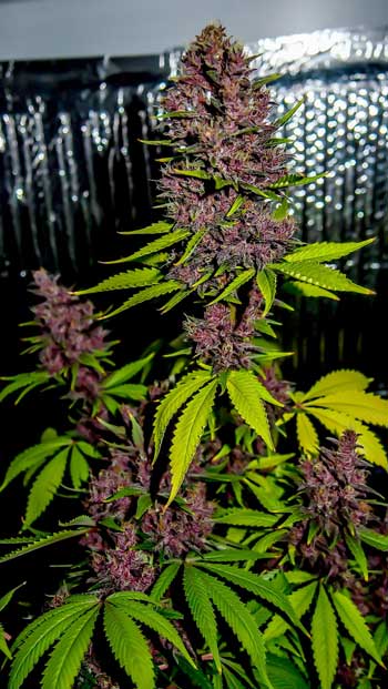 Insane purple cola on this Blue Dream cannabis plant