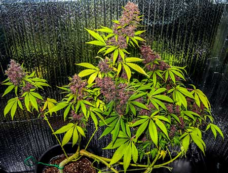 This Blue Dream plant has a rare phenotype that causes all the buds to turn bright purple