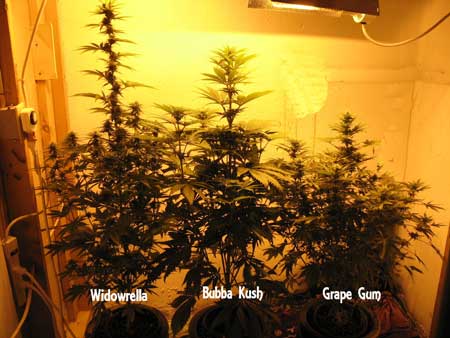 Example of 3 different strains grown together in the same setup without any training - look how different their heights are from each other!