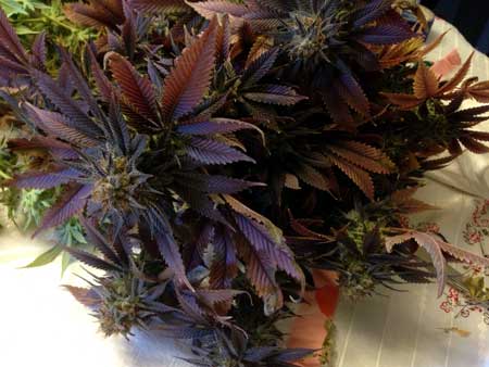 This cannabis plant has grown vibrant red and purple leaves