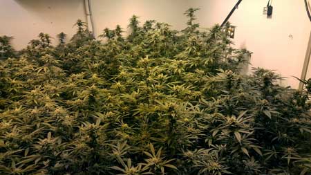 A "sea" of cannabis colas in this commercial grow room under an HPS grow light