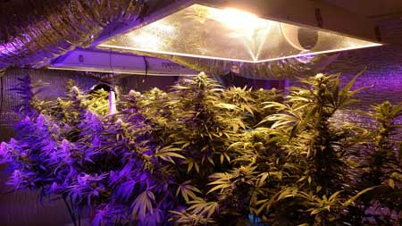 An example of combining HPS and LED grow lights