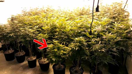 This plant is shorter than the others in this commercial grow op, but that's okay