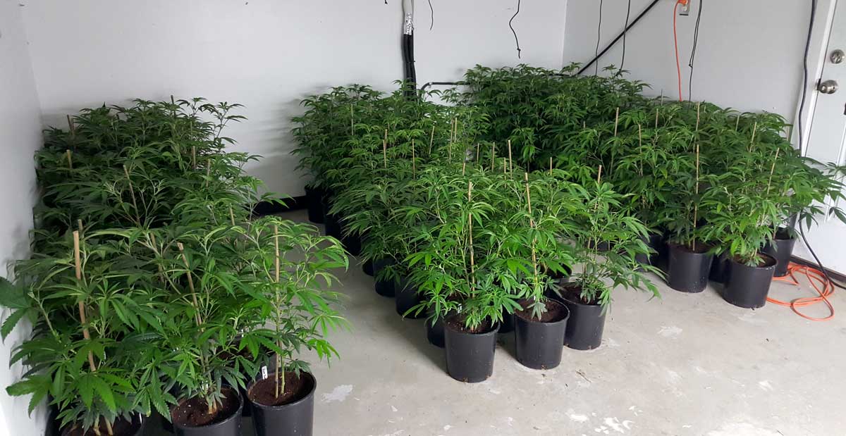 Arrow Pointing Down >> Growing Different Strains Together | Grow Weed Easy Arrow Pointing Down >> Growing Different Strains Together | Grow Weed Easy