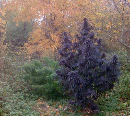 Crazy purple cannabis outdoors looks like an illusion