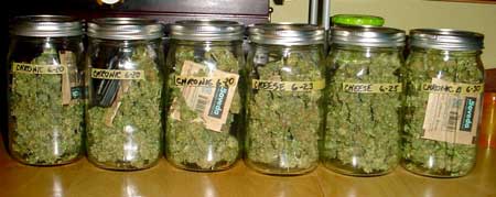 Example of curing buds in jars with Boveda 62 packs