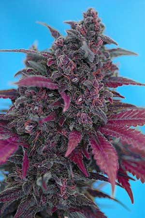 Dark Devil autoflowering cannabis strain by Sweet Seeds makes beautiful purple buds