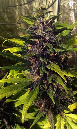 Example of the purple bud growing on an auto-flowering Dark Devil cannabis strain