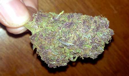 Example of a somewhat purple bud in hand