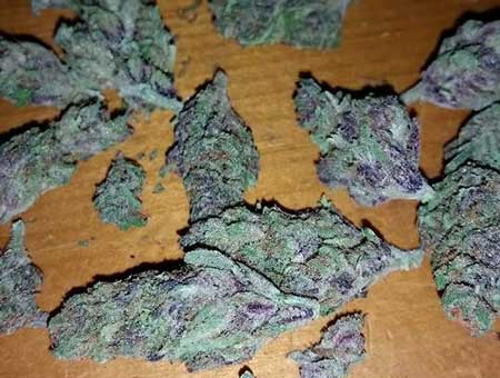 These marijuana buds are deep purple without orange pistils