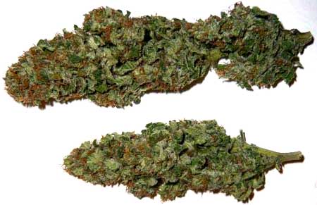 Example of dried and cured cannabis buds