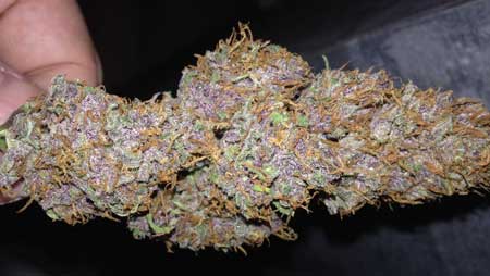 The bright purple becomes more muted as the cannabis buds are dried and cured