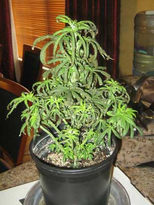 This wilting drooping cannabis plant needs time to recover - no plant training!