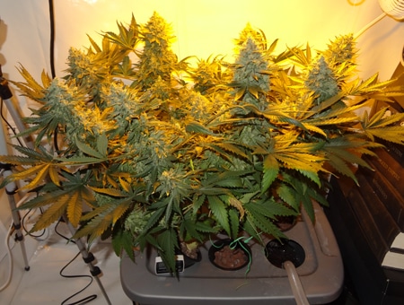 This cannabis plant yielded about 6 ounces due to plant training and size