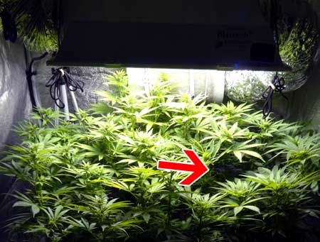 When training cannabis, fill in any empty spots you see in the canopy