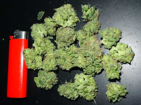 Example of fresh or "green" buds