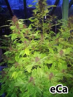 Frisian Duck plant with dark purple buds in the cannabis flowering stage