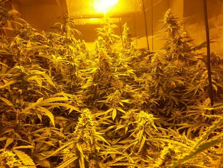 Example of gorgeous cannabis plants growing under very bright HPS grow lights - the bright light levels can help bring out colors!
