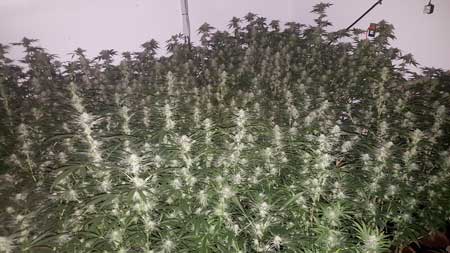 A "Sea" of cannabis colas in a commercial marijuana grow setup (under natural light)