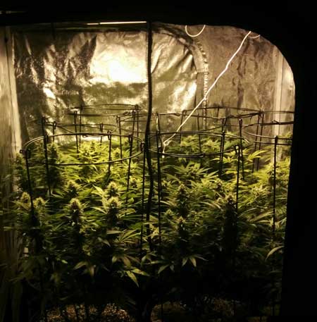 Growing a bunch of different strains at the same time gives you a greater marijuana variety after harvest