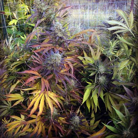 Colorful Swiss Cheese cannabis plant with red, purple and pink leaves