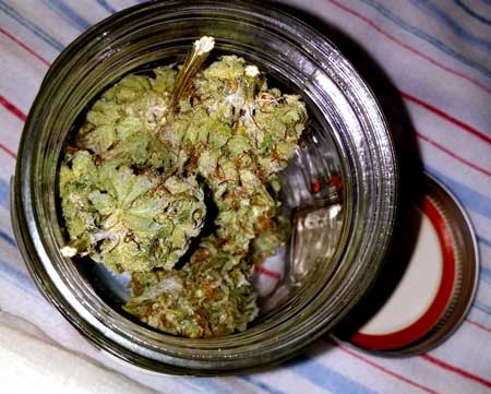 "Burp" your buds daily during the curing process. If you smell ammonia it means the buds are too wet and need to be dried more.l