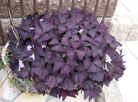 Purple shamrock plants have purple leaves