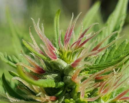 Example of pink pistils from the cannabis strain "Panama"