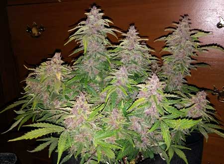 Pink OG Kush plant right before harvest - all the buds look mostly pink