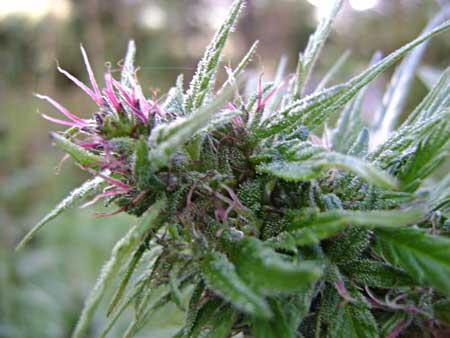 Example of a cannabis plant with pink pistils growing in on the buds