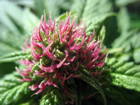 These pink pistils showed up after this cannabis plant started getting cold nights