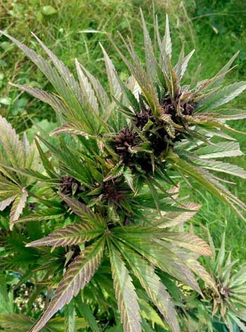 Purple auto-flowering Frisian Dew marijuana plant