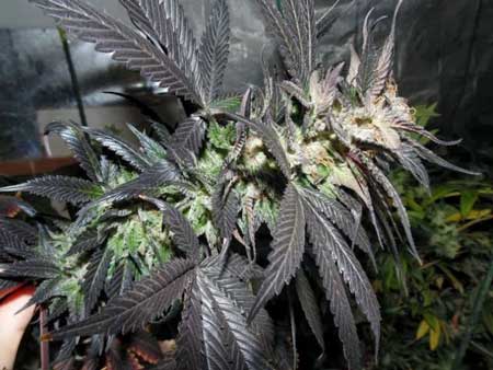 With some cannabis strains, the leaves turn purple, but not the buds