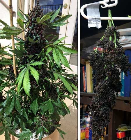 Purple Kush Auto - a picture of the live plant, and then a picture of the main bud hanging upside down to dry