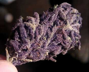 This bud is purple with mostly purple pistils, giving it an incredibly purple appearance!