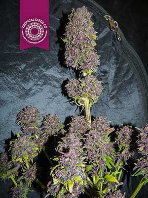 Example of "Smooth Smoke" plant by Paradise Seeds - these grow buds from pink to deep purple