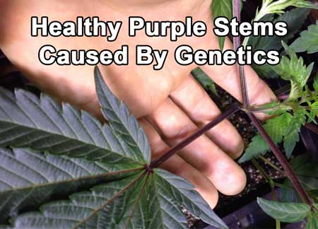 These are healthy purple stems caused by this cannabis plant's genetics