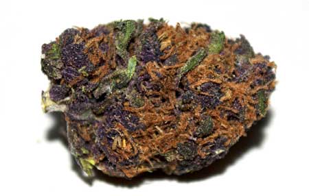 This Purple Thunderwreck cannabis buds is deep purple