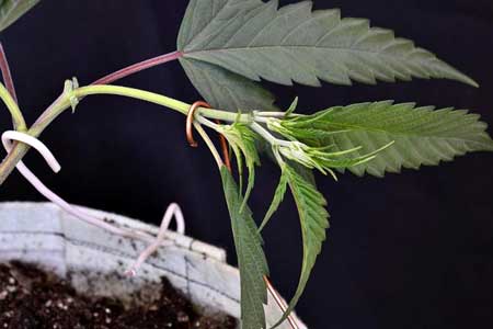 Copper wire can be used to hold down marijuana stems during LST