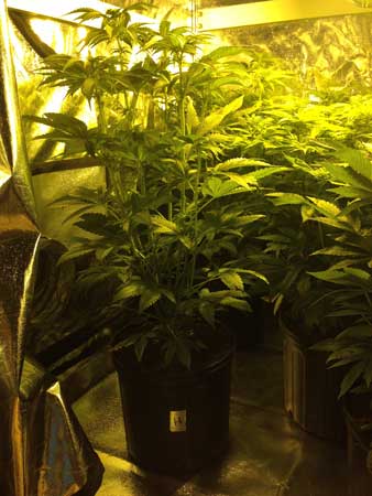 Crowded grow tent full of big, bushy cannabis plants!