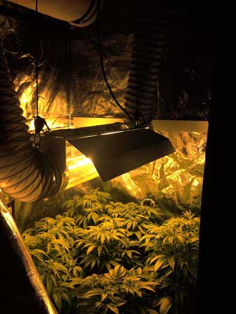 Example of many cannabis plants stuffed into a grow tent in a Sea of Green style setup