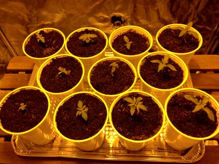 Marijuana seedlings will soon fill up the grow space