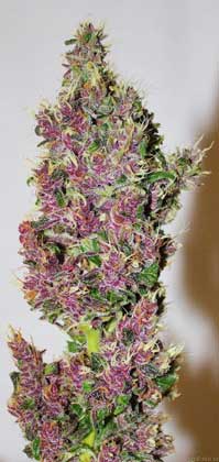 Pink and Purple Smooth Smoke cannabis bud