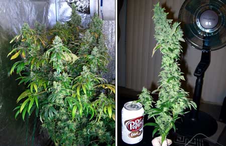 This is a Sour Diesel (by Reserva Privada) plant just before harvest, as well as a closeup of one of the biggest colas!